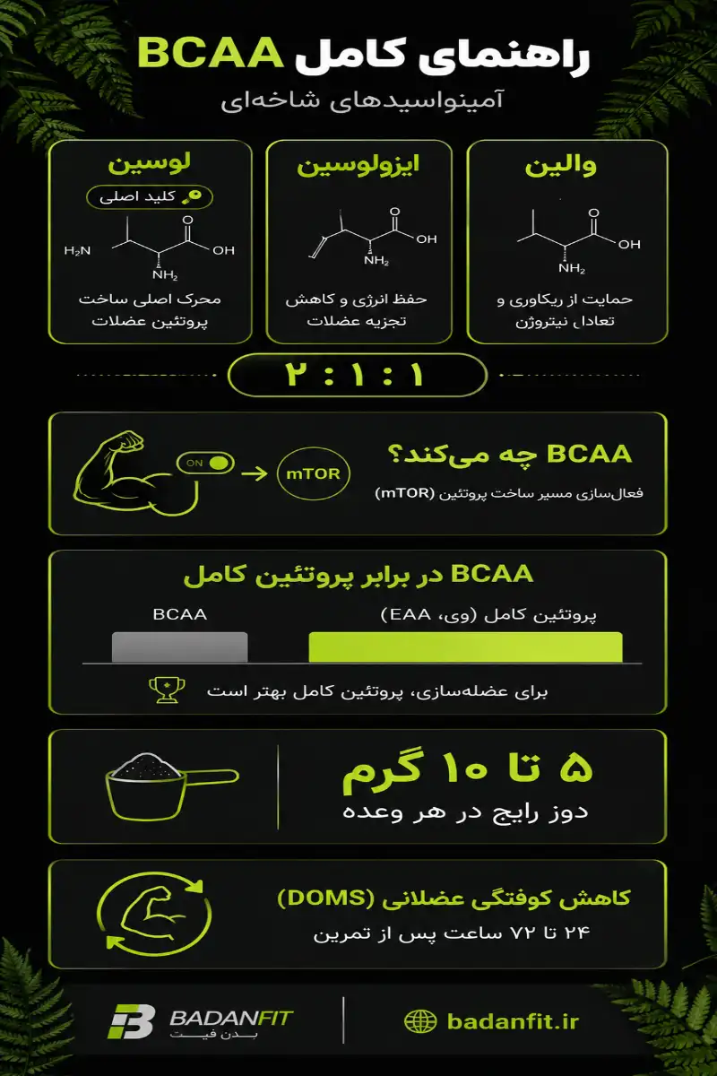 اینفوگرافیک BCAA: نسبت ۲:۱:۱ لوسین، ایزولوسین و والین، دوز ۵ تا ۱۰ گرم، مقایسه با پروتئین کامل و اثر بر کاهش کوفتگی عضلانی
