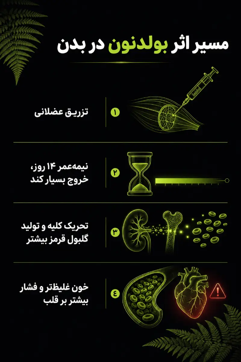 اینفوگرافیک مسیر اثر بولدنون در بدن: تزریق عضلانی، نیمه‌عمر ۱۴ روزه، تحریک تولید گلبول قرمز و غلیظ شدن خون